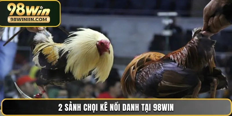 2 sảnh chơi kê nổi danh tại 98win