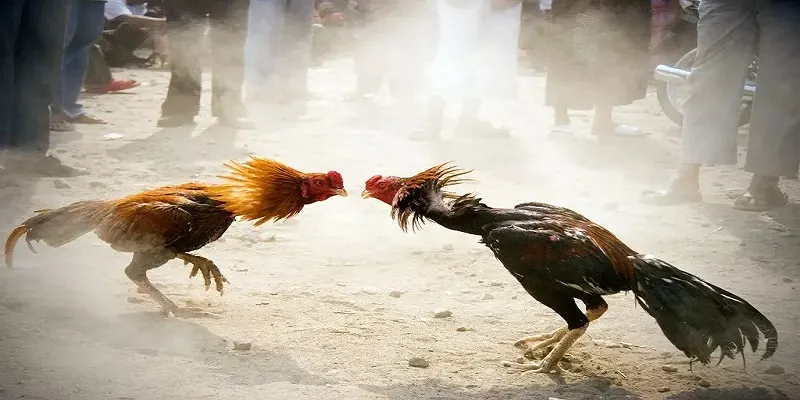 Nhận biết vảy gà xấu giúp tránh chọn những chiến kê yếu thế