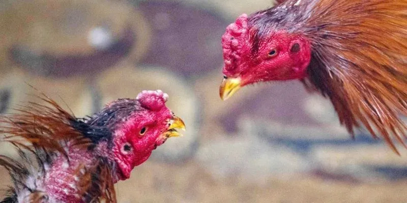 Vảy gà xấu thường có lực ra đòn kém, thiếu linh hoạt